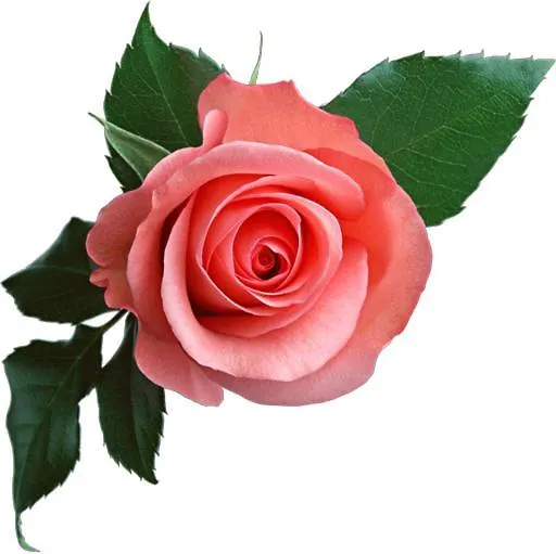 Roses Rt Apartments Skioni III 네아 스키오니 0*,